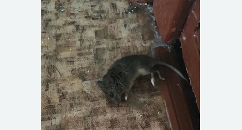 Дезинфекция от мышей в Дегтярске