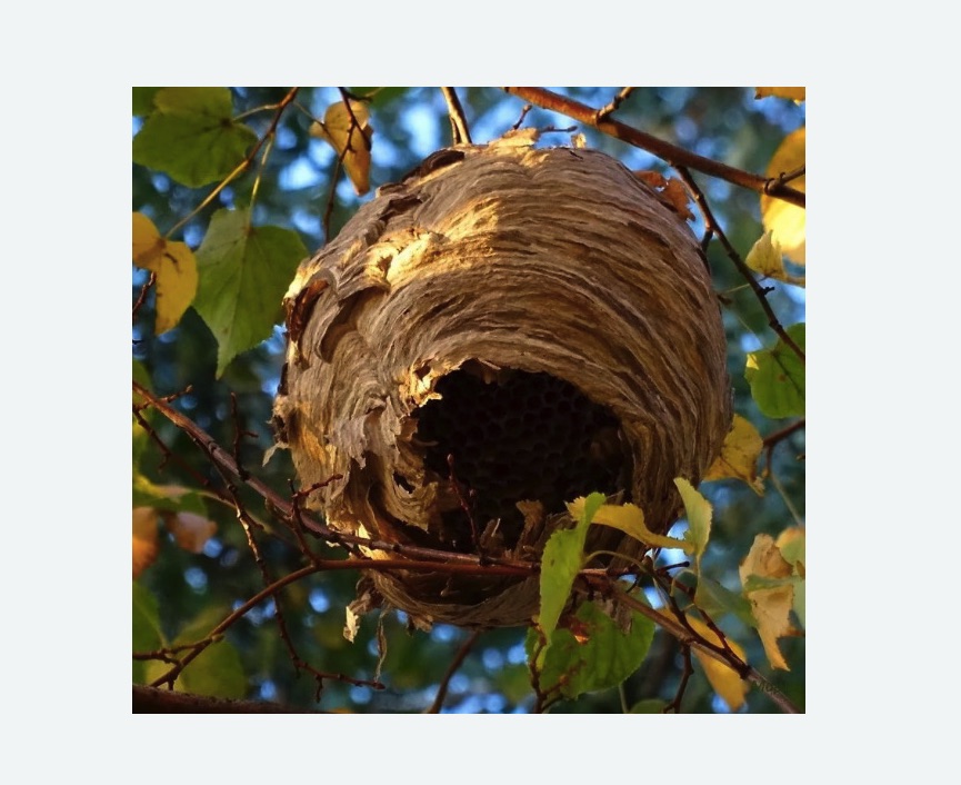 Обработка от шершней в Дегтярске