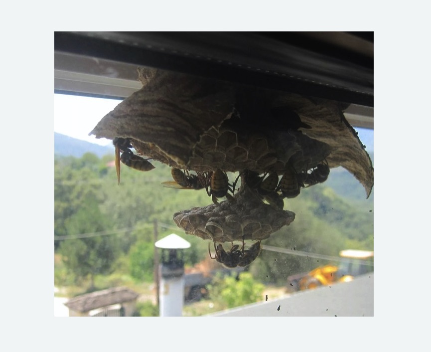 Уничтожение гнёзд шершней в Дегтярске