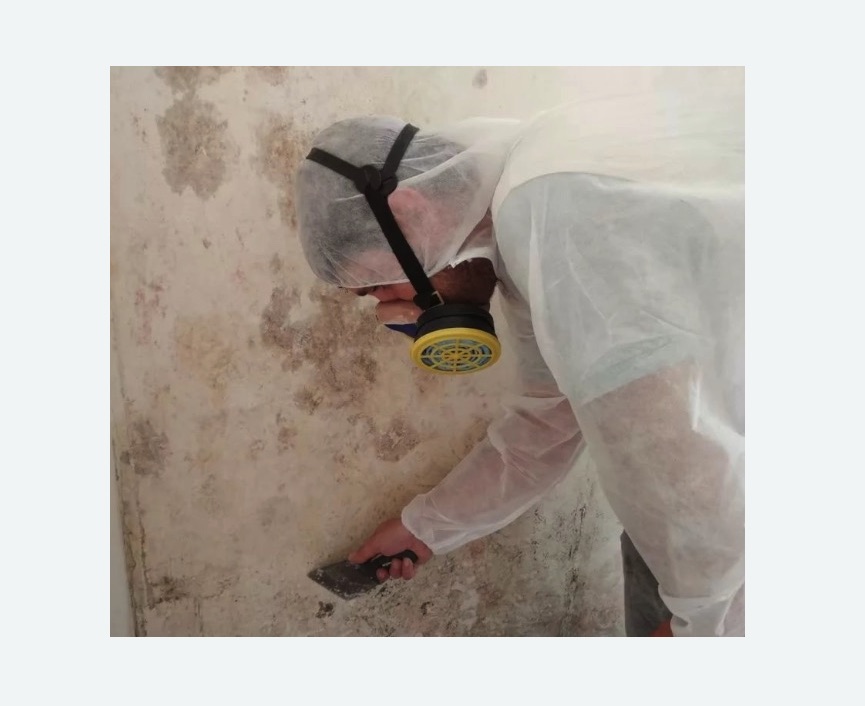 Обработка стен от плесени в Дегтярске